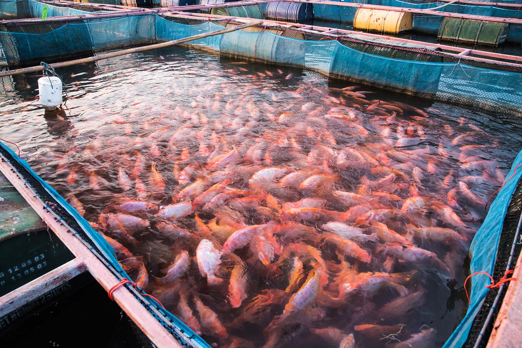 Aquaculture and tilapia a fish that may tip the balance Earlham